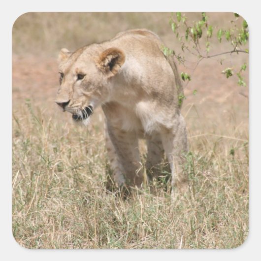 leeuwenwandeling vierkante sticker (Voorkant)