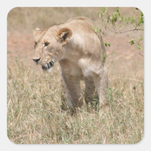 leeuwenwandeling vierkante sticker