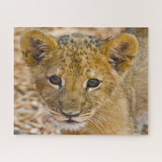 Leeuwenwelp Grote Katachtigen. Legpuzzel (Horizontaal)
