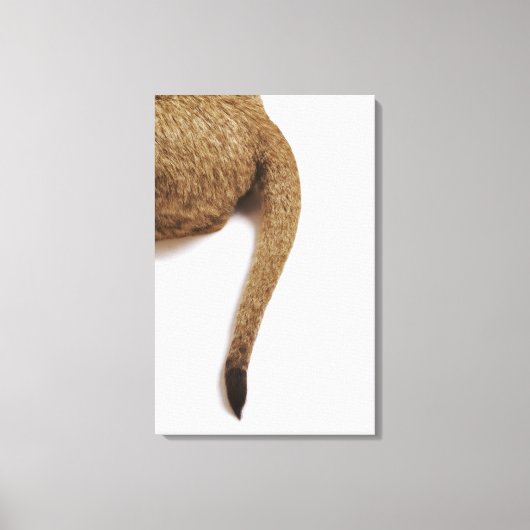 Leeuwenwelp (Panthera leo) tegen wit 2 Canvas Afdruk (Voorkant)