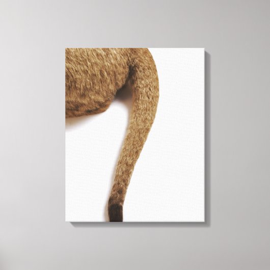 Leeuwenwelp (Panthera leo) tegen wit 2 Canvas Afdruk (Voorkant)
