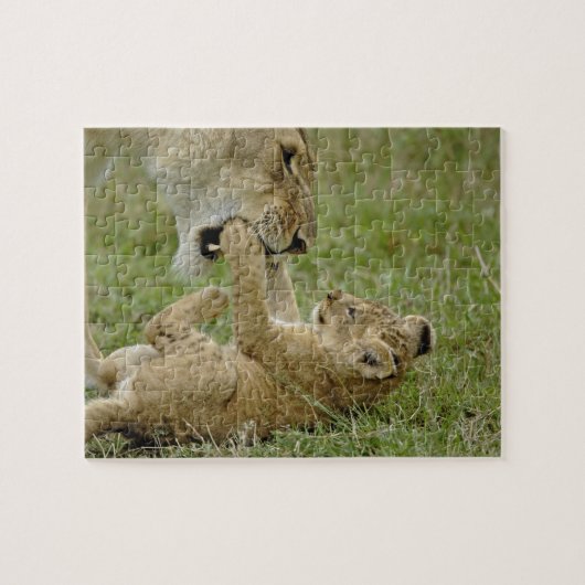 Leeuwenwelp speelt legpuzzel (Horizontaal)