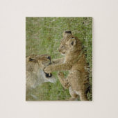 Leeuwenwelp speelt legpuzzel (Verticaal)