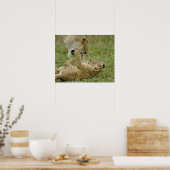 Leeuwenwelp spelen poster (Keuken)