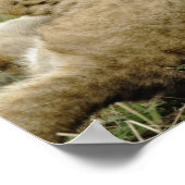 Leeuwenwelp Spelend Poster (Hoek)