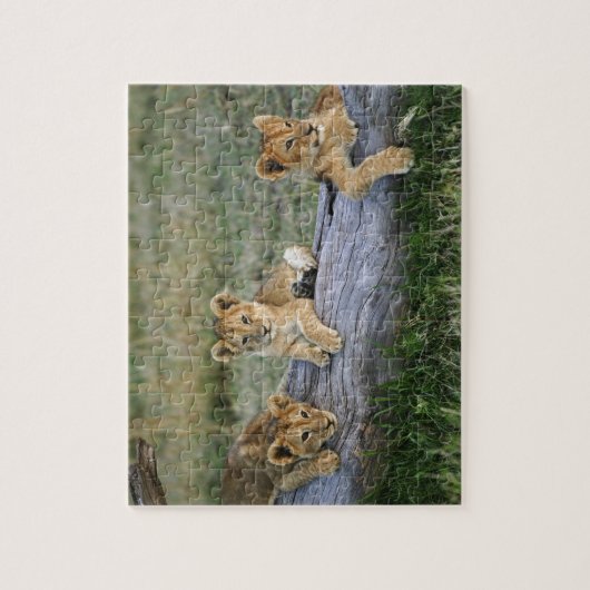 Leeuwenwelpen op log legpuzzel (Verticaal)