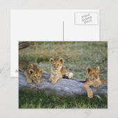 Leeuwenwelpen op stam briefkaart (Voorkant / Achterkant)