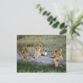 Leeuwenwelpen op stam briefkaart (Staand voorkant)
