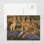 Leeuwenwelpen op stam briefkaart (Voorkant / Achterkant)