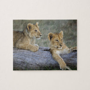 Leeuwenwelpen op stam legpuzzel