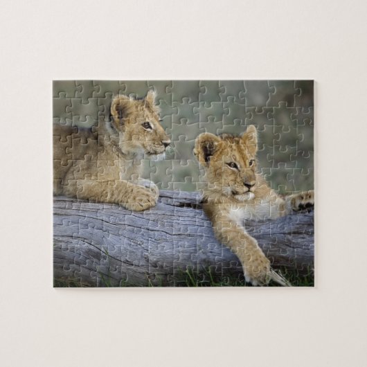Leeuwenwelpen op stam legpuzzel (Horizontaal)