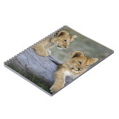 Leeuwenwelpen op stam notitieboek (Linkerzijde)