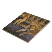 Leeuwenwelpen op stam tegeltje (Zijkant)