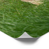 Leeuwenwelpje in het gras poster (Hoek)