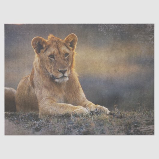 Leeuwenwelpje ontkoppeling tissuepapier (Voorkant)