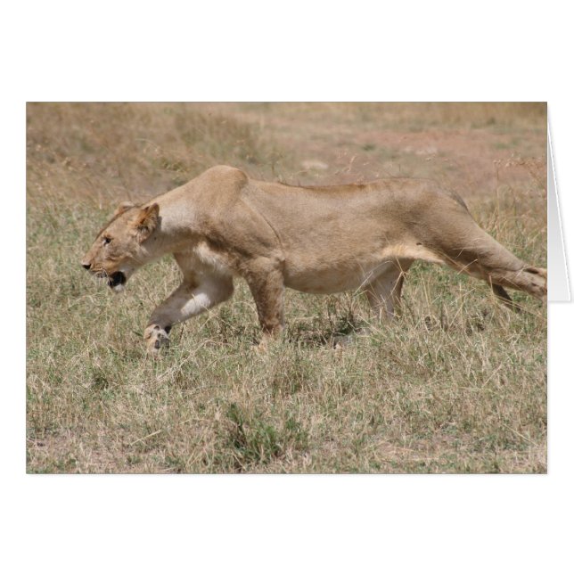 leeuwerik (Voorkant Horizontaal)