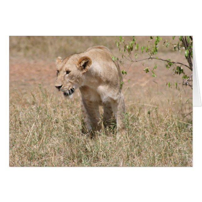 leeuwervel (Voorkant Horizontaal)