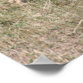 leeuwervel poster (Hoek)