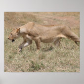 leeuwervel poster (Voorkant)