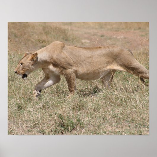 leeuwervel poster (Voorkant)