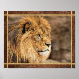 Leeuwfoto van Opzij Poster