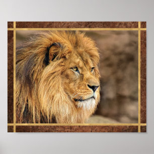 Leeuwfoto van Opzij Poster