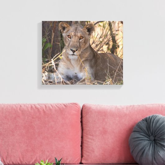 Leeuwin canvas print (Insitu (Woonkamer))