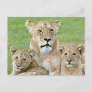 Leeuwin en twee welpen, Oost-Afrika, Tanzania, Briefkaart