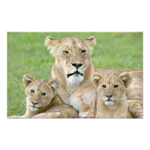 Leeuwin en twee welpen, Oost-Afrika, Tanzania, Foto Afdruk