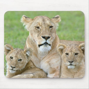 Leeuwin en twee welpen, Oost-Afrika, Tanzania, Muismat
