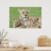 Leeuwin en twee welpen, Oost-Afrika, Tanzania, Poster (Keuken)
