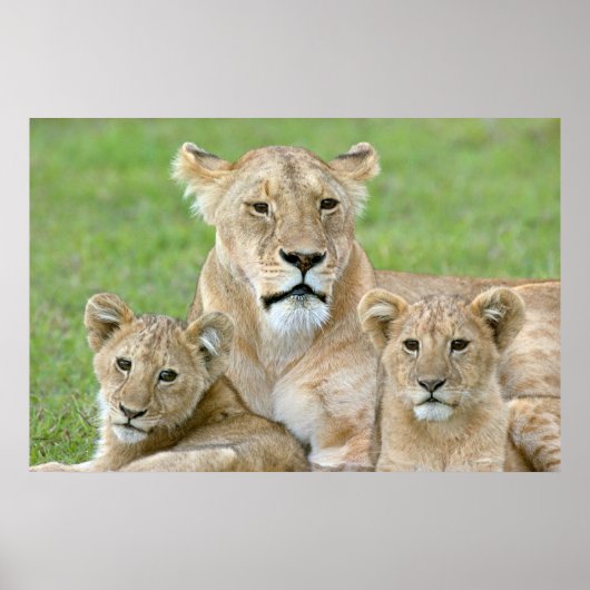Leeuwin en twee welpen, Oost-Afrika, Tanzania, Poster (Voorkant)