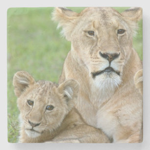 Leeuwin en twee welpen, Oost-Afrika, Tanzania, Stenen Onderzetter