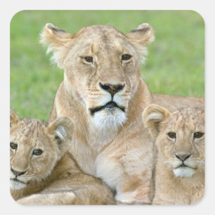 Leeuwin en twee welpen, Oost-Afrika, Tanzania, Vierkante Sticker
