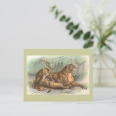 Leeuwin en Welpen, leo Felis Briefkaart (Staand voorkant)