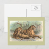 Leeuwin en Welpen, leo Felis Briefkaart (Voorkant / Achterkant)