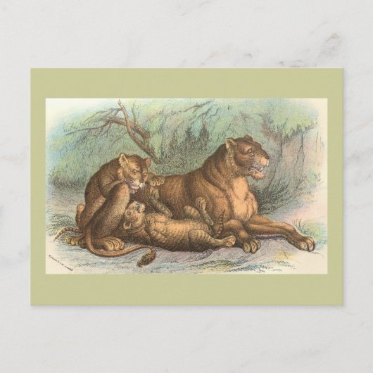 Leeuwin en Welpen, leo Felis Briefkaart (Voorkant)