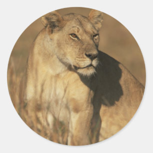 Leeuwin gecamoufleerd ronde sticker