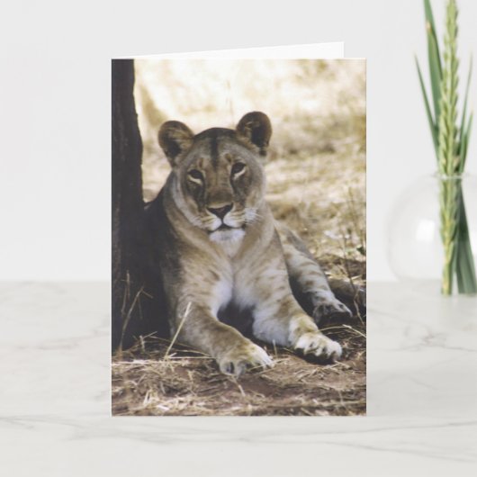 Leeuwin Kaart (Voorkant)