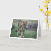 Leeuwin Likt Lippen Kaart (Gele Bloem)