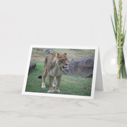 Leeuwin Likt Lippen Kaart (Voorkant)