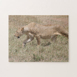 leeuwin sluipt legpuzzel