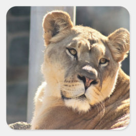 Leeuwin Vierkante Sticker