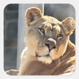 Leeuwin Vierkante Sticker