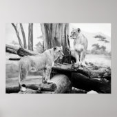 Leeuwin Wildlife Zwart & Wit Fotografie Kunst Poster (Voorkant)