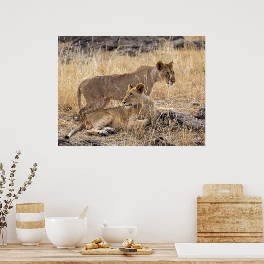 Leeuwinnen in rust - bewakers van de trots poster (Keuken)