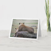 Leeuwinnen Portret Kaart (Voorkant)