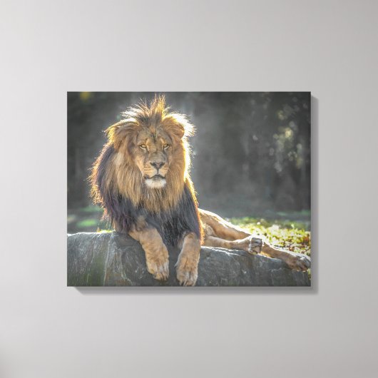 Leeuwkoning van het Oerwoud Canvas Afdruk (Voorkant)