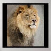 Leeuwkoning van het Oerwoud Poster (Voorkant)