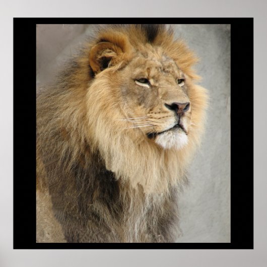 Leeuwkoning van het Oerwoud Poster (Voorkant)